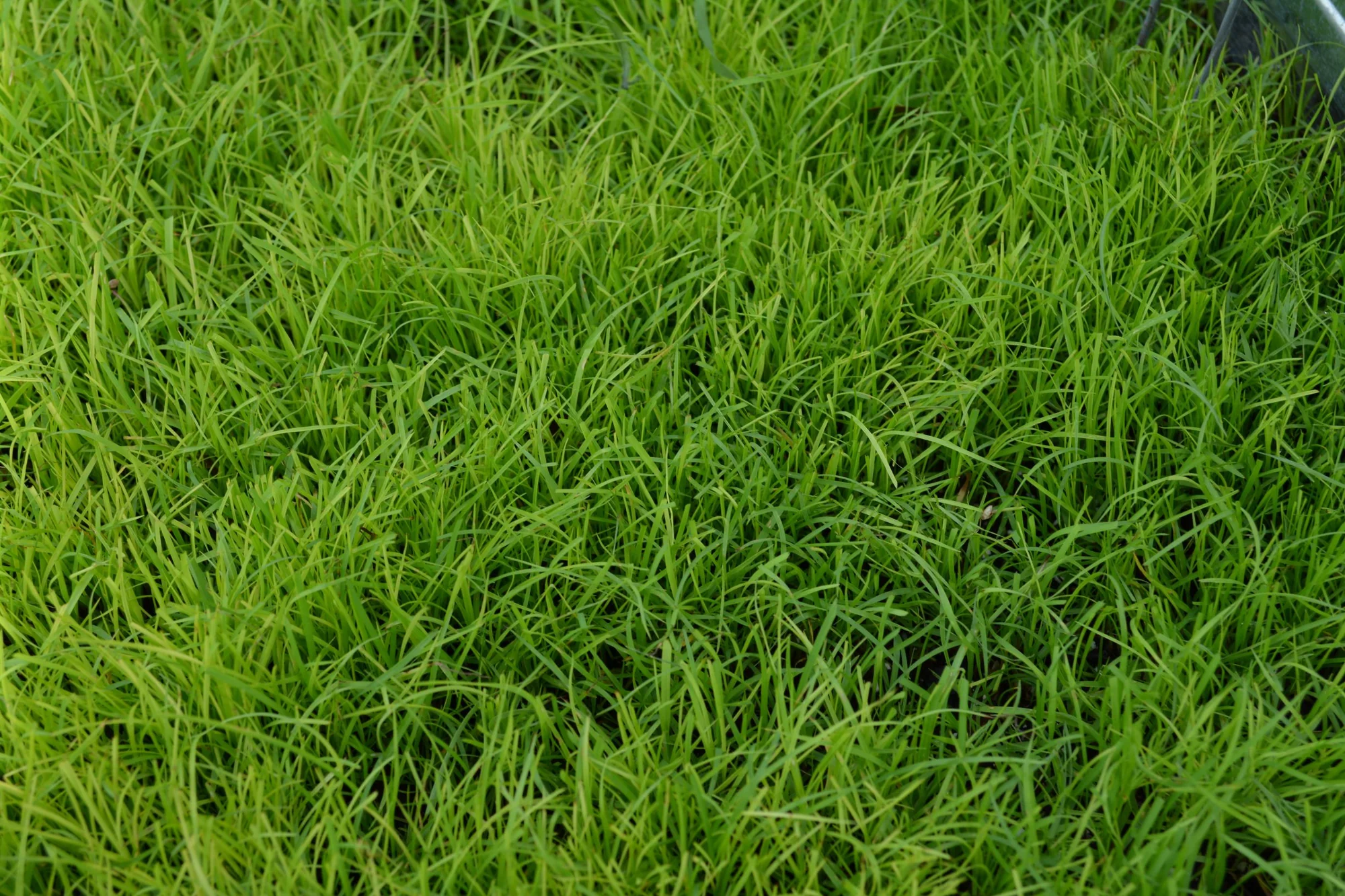 Bahia grass lawn in Jacksonville, FL