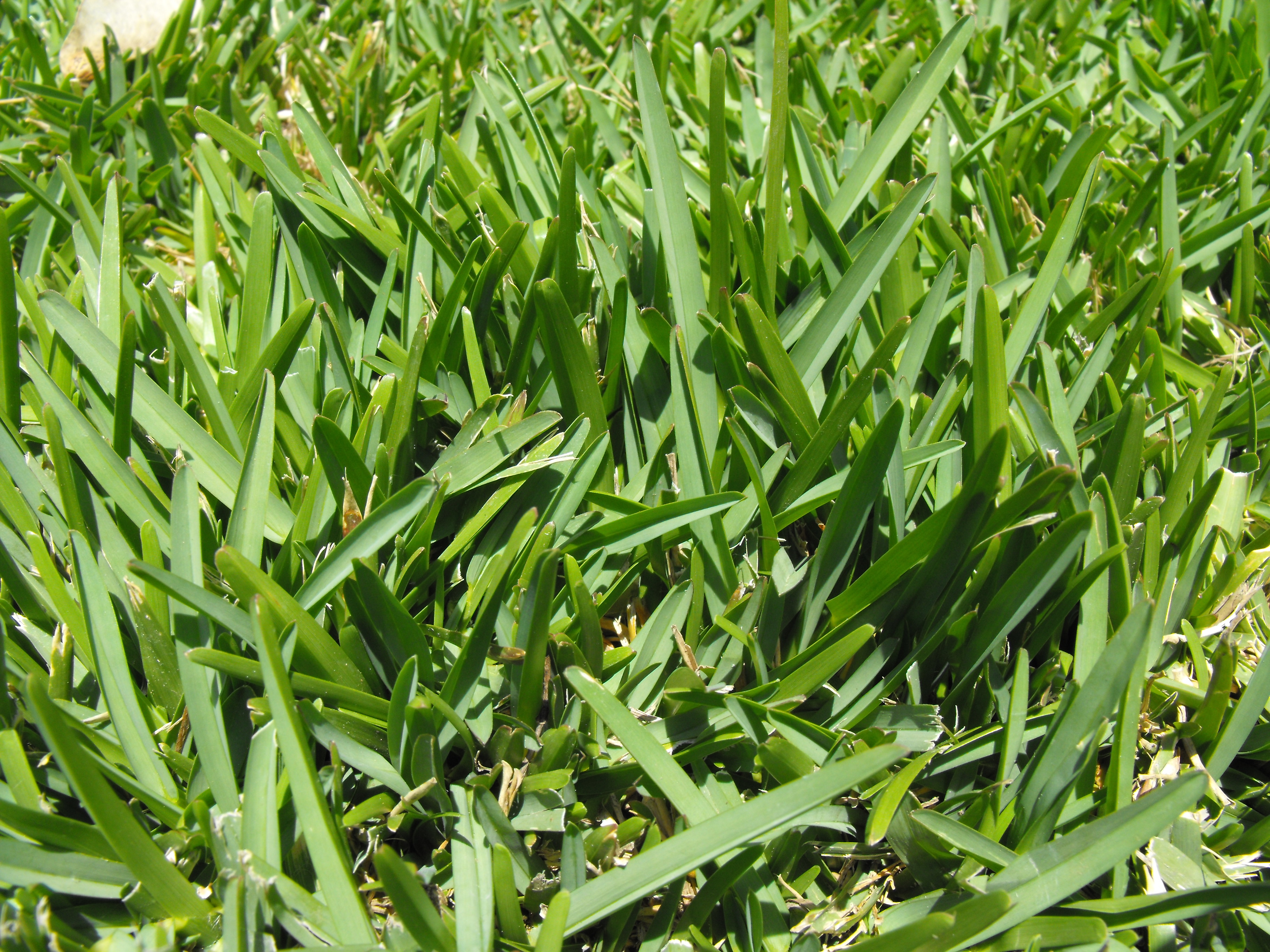 St. Augustine grass lawn in Jacksonville, FL